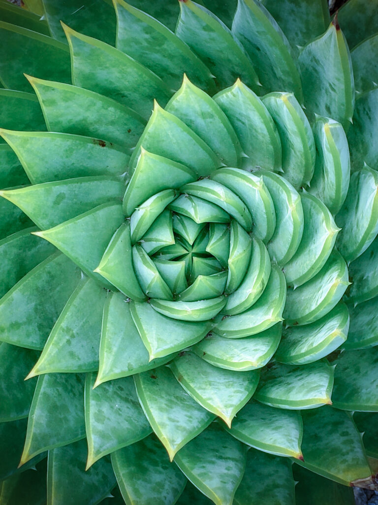 Closeup of an aloe plan to symbolize healing