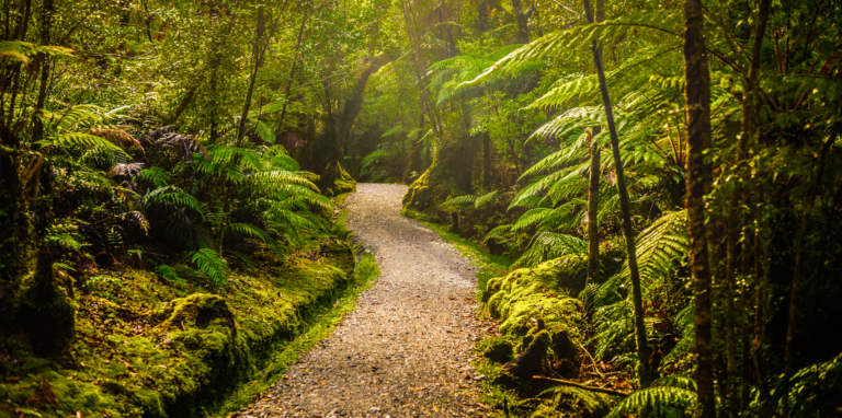 Path winding through a lush forest floor symbolizing an inward journey taken with the help of our consultants.