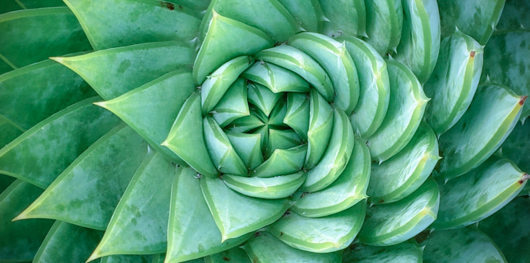 Aloe plant spiral in nature